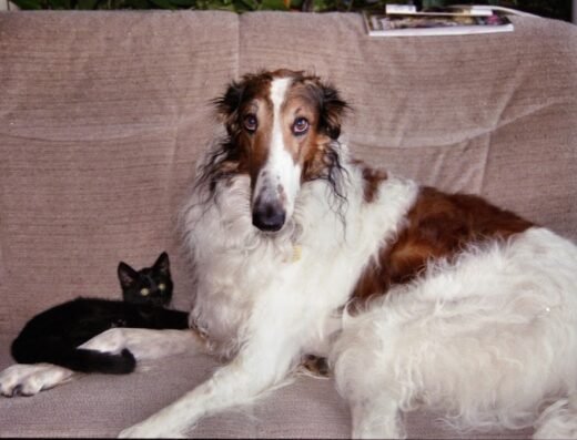 pet groom new york city in-home dog and cat groomer