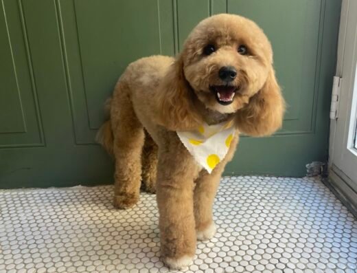 Furry N’ Fabulous Lower East Side