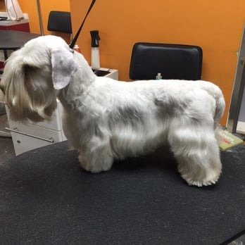 A Cut Above Pet Stylists