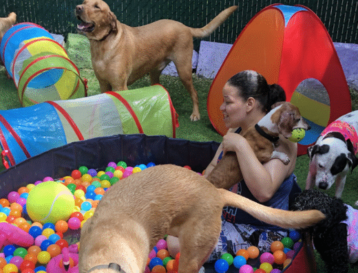 Harlem Doggie Day Spa