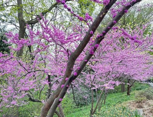 Biking Central Park, NYC – Pedicab Tours and Bike Rentals