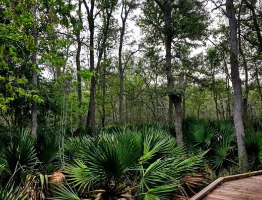 Palmetto State Park