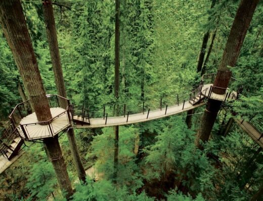 Treetops Adventure