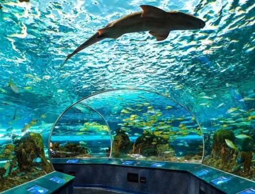 Ripley’s Aquarium of Canada