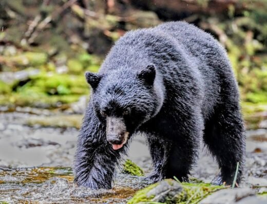 Great Bear Rainforest
