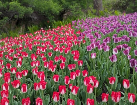 Canadian Tulip Festival