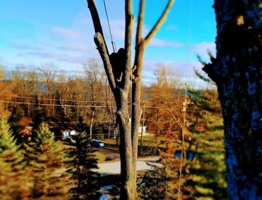 The Great Canadian Tree Service