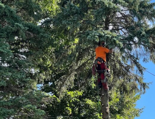 GreenCare Tree Services