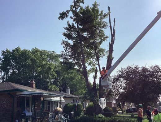 CLC Tree Services Ltd