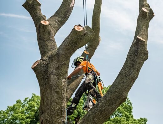 Tree Doctors Inc.