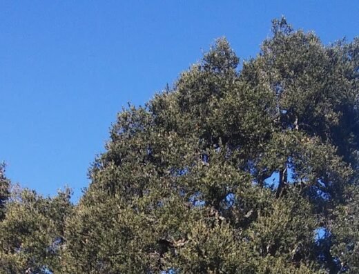 La Canada Tree Service and certified arborist