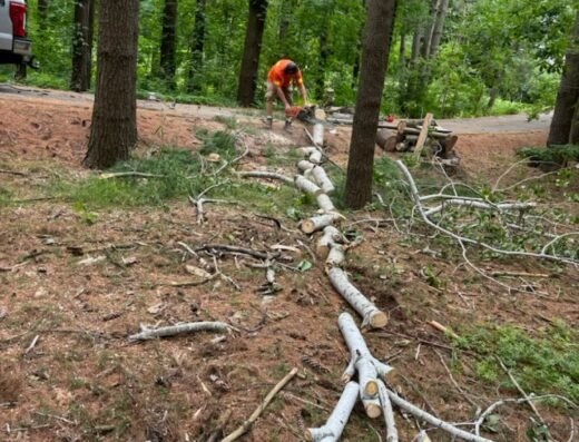 Forest City Tree Services