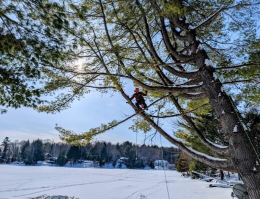 Haliburton Tree Care