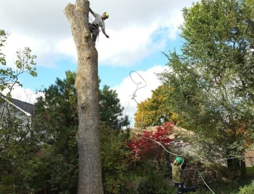 BigLeaf Tree Service