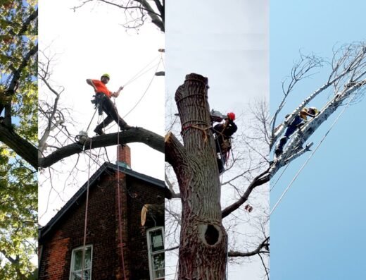 Heritage Tree Care Inc.