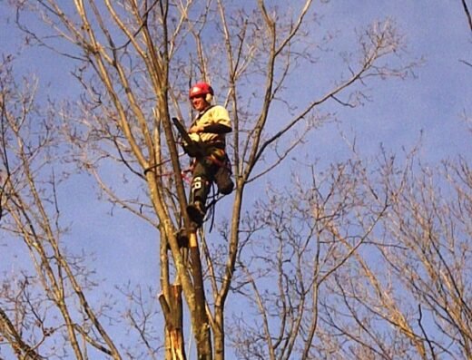 King Tree Service