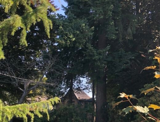 BC Tree Service