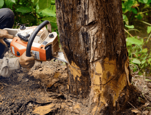 Wright Tree Service