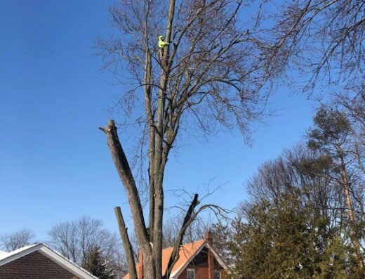 Toronto Tree Service – TTS