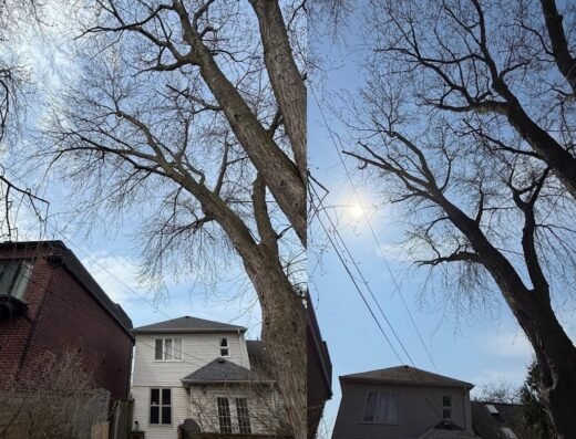 Greenwood Tree Company