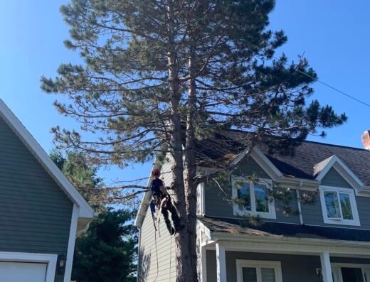 Landmark Tree Services Ltd.