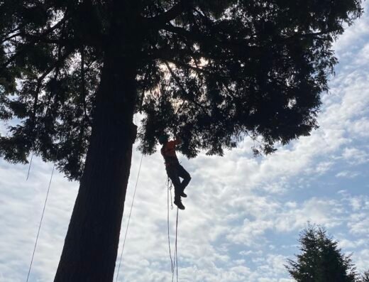 Mountain View Tree Service Inc.