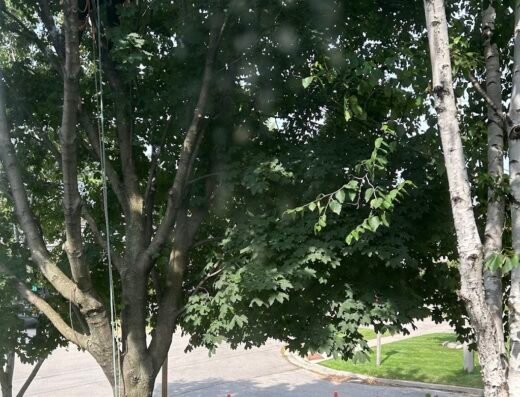 AC Tree Service Inc.