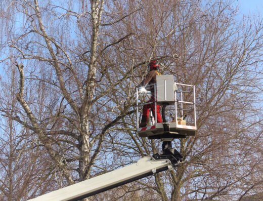 Five Star Tree Services in Toronto, Richmond Hill & GTA
