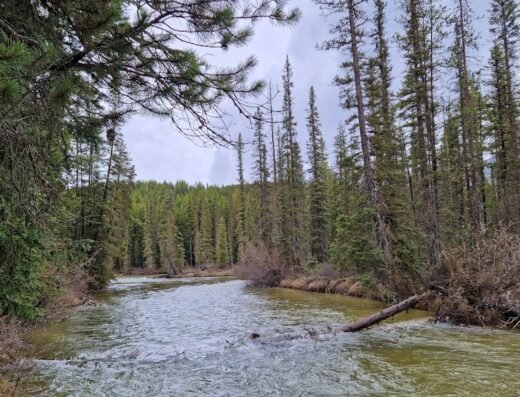 Trans-Canada Hwy Parking